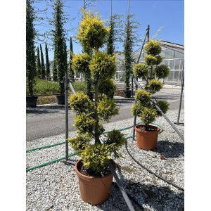 Cyprusovec leylandský (Cupressocyparis leylandii) ´GOLD RIDER´ - výška 140-160 cm, kont. C30/35L - BONSAJ